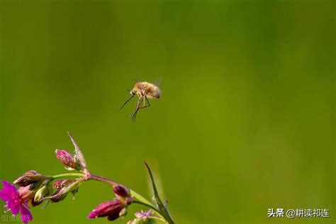 燕子低飛|用科學破除迷信和謠言，燕子低飛飛蟲嗡和下雨的關係其實也很簡。